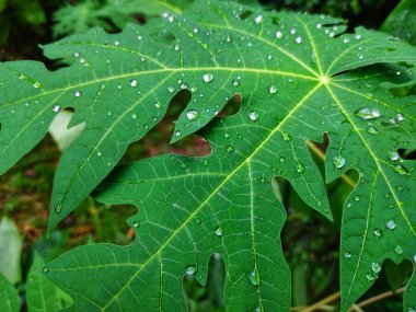 Yağmur mevsiminde yeşil papaya yaprağının üzerindeki su damlacıkları