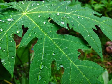 Yağmur mevsiminde yeşil papaya yaprağının üzerindeki su damlacıkları