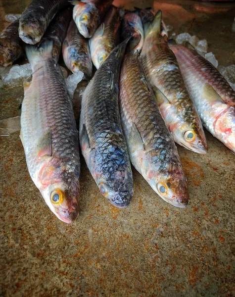 Grote Heerlijke Grijze Mullet Mugil Cephalus Vis Verkoop Indische Vismarkt — Stockfoto