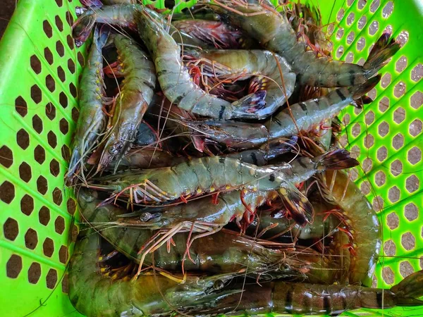 Grande Camarão Tigre Recém Colhido Cesta Verde Pronto Para Exportação — Fotografia de Stock