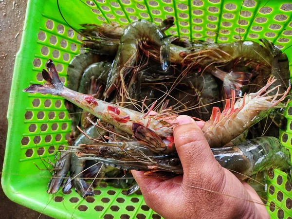 Fresh Big Tiger Prawn Hand Harvest Culture Pond Monodon Shrimp — Stock Photo, Image