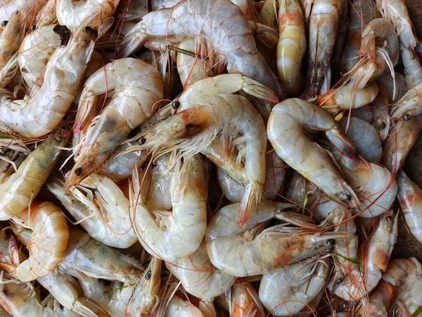 Crevettes Blanches Fraîches Délicieuses Avec Glaçons Dans Marché Aux Poissons — Photo