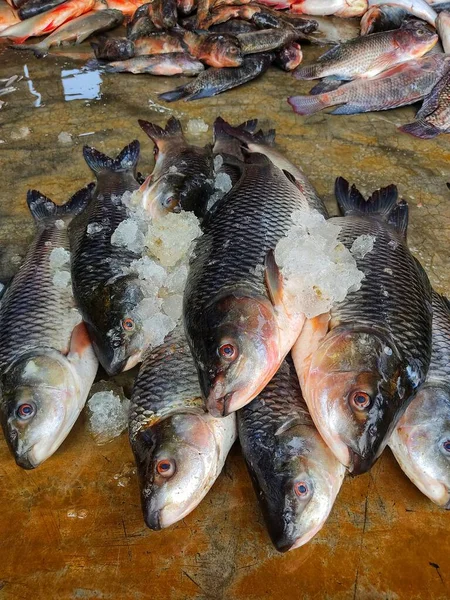 Πρόσφατα Συγκομισθέντα Ψάρια Rohu Τοποθετημένα Στη Σειρά Προς Πώληση Ινδικά — Φωτογραφία Αρχείου