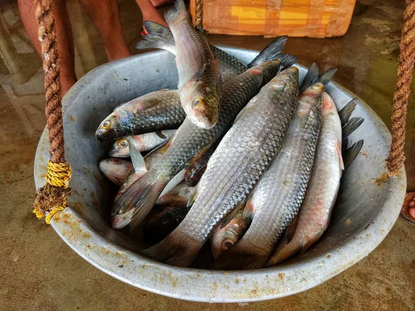 Mugil Cephalus Peixe Tainha Cinzento Balanço Pesagem Tradicional Indiano Para — Fotografia de Stock