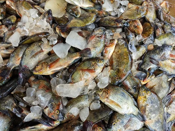 Pile Poissons Tilapia Fraîchement Récoltés Avec Des Glaçons Prêts Vente — Photo