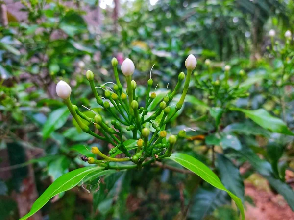 Windrad Crape Jasminblüte Knospe Schönen Verschwommenen Hintergrund — Stockfoto