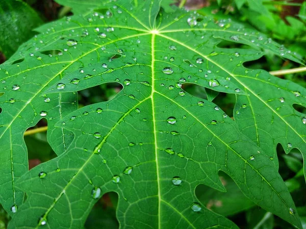 Goccioline Acqua Sulla Foglia Papaia Verde Durante Stagione Delle Piogge — Foto Stock