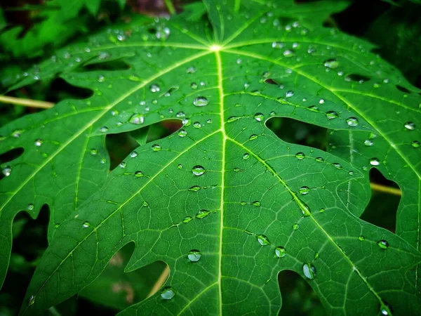 Wassertropfen Auf Grünem Papaya Pflanzenblatt Während Der Regenzeit — Stockfoto