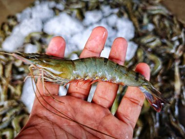 Hindistan 'da büyük taze monodon kaplan karides satışı