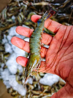 Hindistan 'da büyük taze monodon kaplan karides satışı