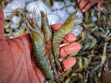 Hindistan 'da büyük taze monodon kaplan karides satışı