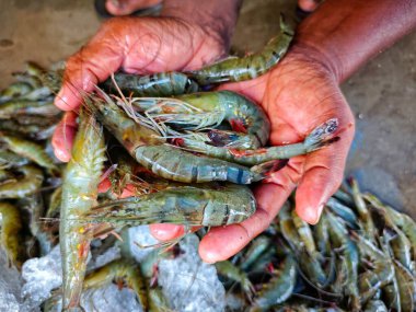 Hindistan 'da büyük taze monodon kaplan karides satışı