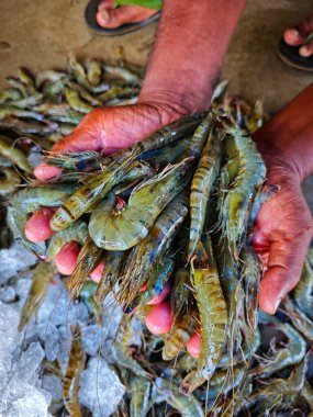 Hindistan 'da büyük taze monodon kaplan karides satışı