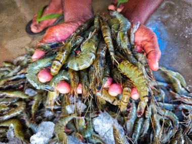Hindistan 'da büyük taze monodon kaplan karides satışı