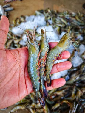 Hindistan 'da büyük taze monodon kaplan karides satışı