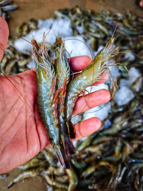 Hindistan 'da büyük taze monodon kaplan karides satışı