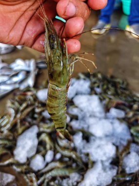 Hindistan 'da büyük taze monodon kaplan karides satışı
