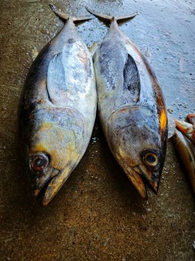 Hint balık pazarında büyük taze ton balığı satışı.