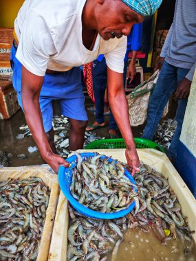 Bumper Vannamei karides üretimi. Balık pazarında venamei karides satışı.