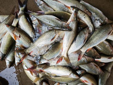 Bir demet taze toplanmış rohu sazan balığı ihracat için hazır HD