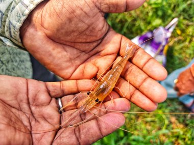 Tatlı su nehri karidesi machrobrachyum rosenbergii tohumu elinde