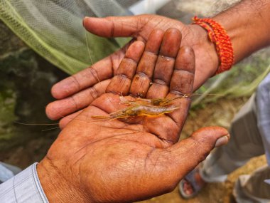 Tatlı su nehri karidesi machrobrachyum rosenbergii tohumu elinde