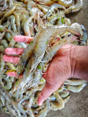 beyaz bacaklı karides vannamei elde HD