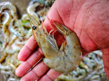 beyaz bacaklı karides vannamei elde HD