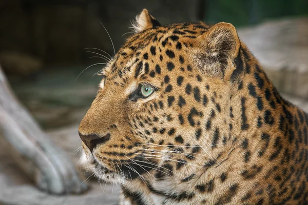 Jaguar, close-up side view Royalty Free Stock Photos