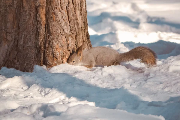 Veveriță în zăpadă lângă un copac — Fotografie, imagine de stoc