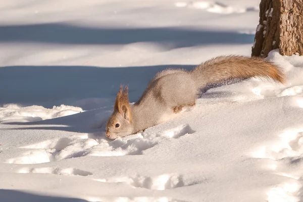 Lumessa juokseva orava — kuvapankkivalokuva