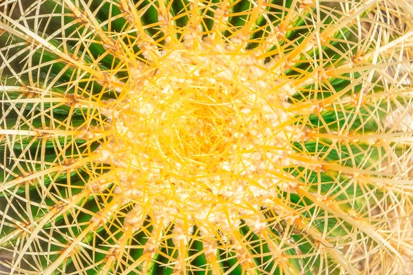 Zielony kaktus brzuch żółty — Zdjęcie stockowe