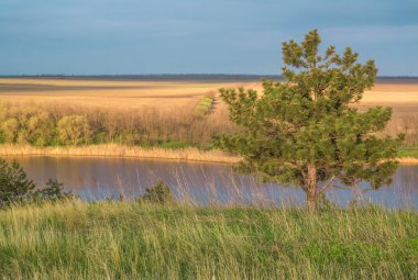 ağaç ony cinch ve Nehri yakınında yeşil alan