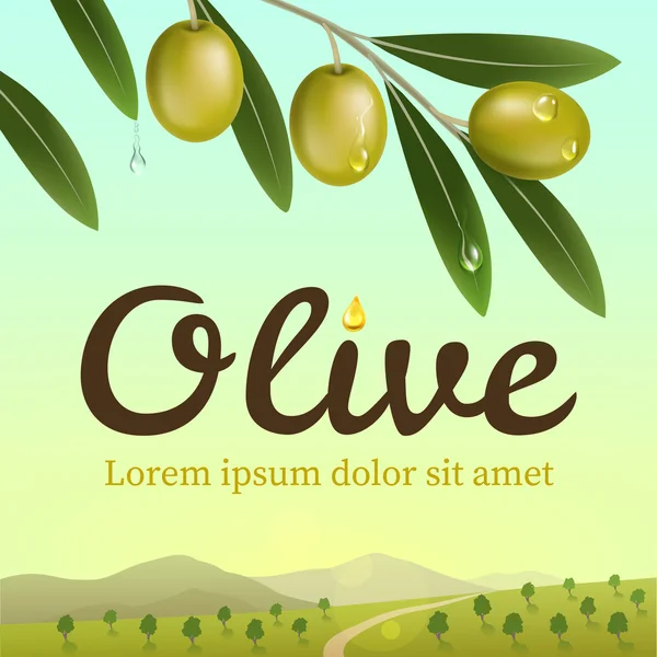 Etiqueta de aceitunas verdes. La rama realista de olivo en el fondo una granja de olivos. Elementos de diseño para embalaje. Ilustración vectorial — Vector de stock