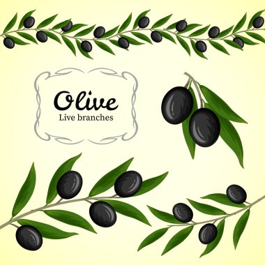 Vektör toplama zeytin dalı, Siyah Zeytin