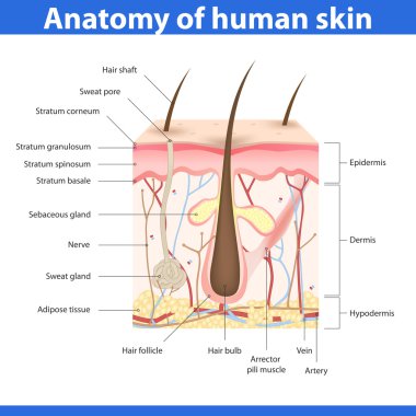 Structure of human skin, vector illustration clipart