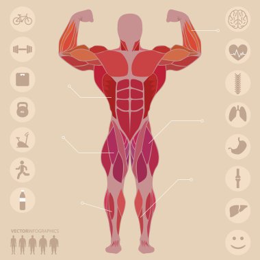 Human, anatomy, anterior muscles, sports, medical, vector clipart