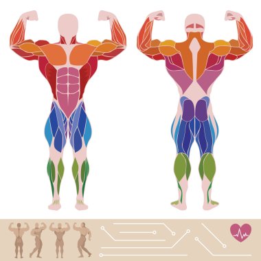 The human muscular system, anatomy, posterior and anterior view, clipart