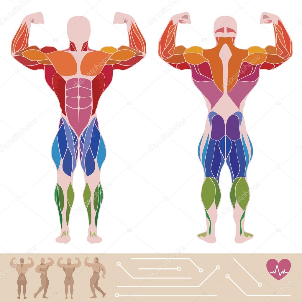 The human muscular system, anatomy, posterior and anterior view,