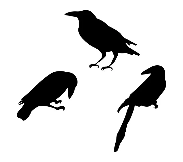 Vogels silhouetten. Vector Eps 10. — Stockvector