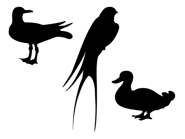 Siluety ptáků. Vektorové Eps 10. — Stockový vektor