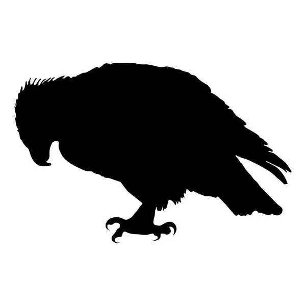 Águila pescadora silueta vectoriales Eps 10 — Archivo Imágenes Vectoriales