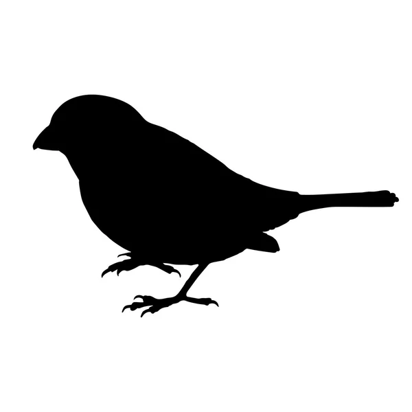 Moineau Silhouette vecteur EPS 10 — Image vectorielle