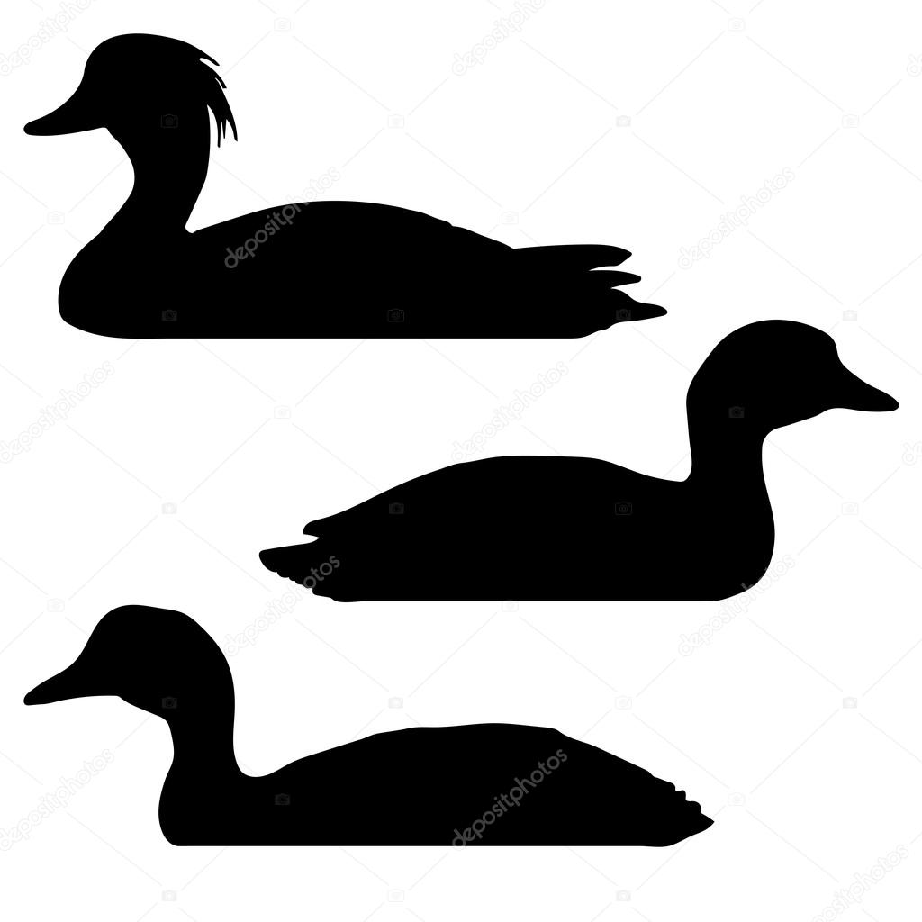 Canvasback Coot Tufted Duck Silhouettes