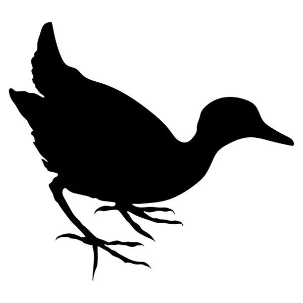 Kurka wodna sylwetki ptaków — Wektor stockowy