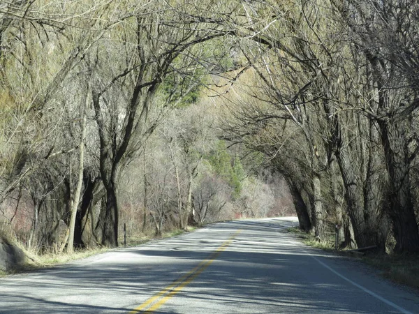 Arbres Naturellement Voûtés Sur Une Route Montagne — Photo