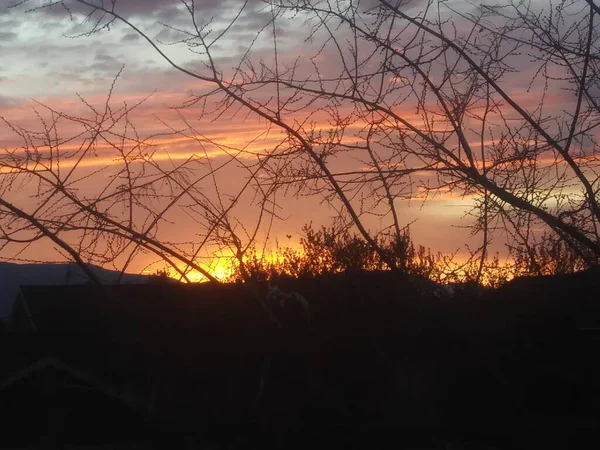 Pôr Sol Colorido Visto Através Arbustos Grama Praia — Fotografia de Stock