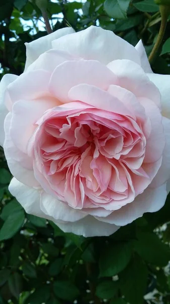 Heerlijk Delicate Roze Engelse Roos — Stockfoto