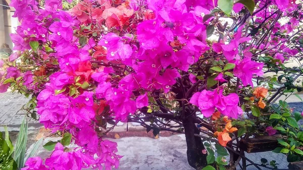 Fiore Rosa Molto Bello Giardino — Foto Stock