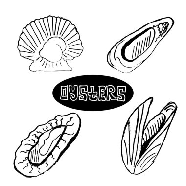 The sketch set seafood oysters and scallops. Delicacy food